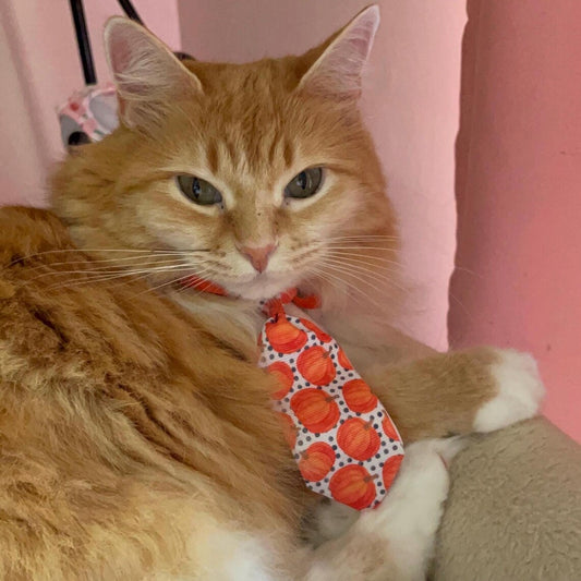 Cat Necktie for Fall Autumn Thankgiving