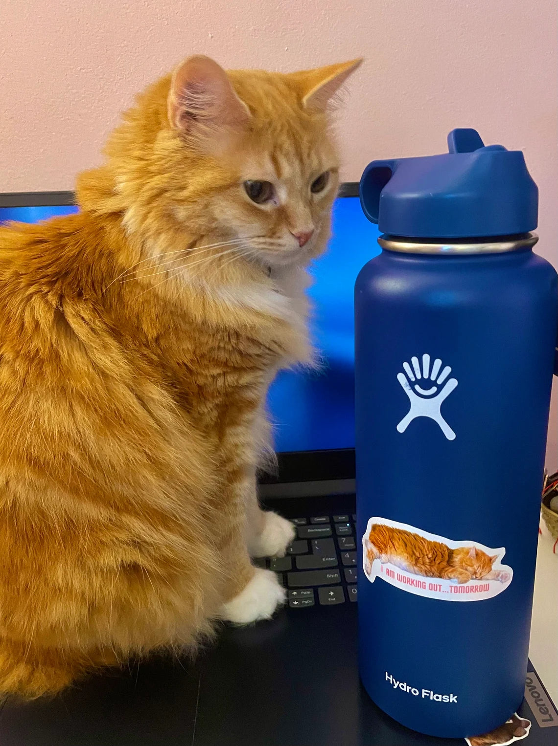 Schattige kattensticker voor laptop, waterfles, telefoon met de tekst "Ik ga morgen sporten" Handgemaakte glanzende vinylsticker Decal Waterbestendig